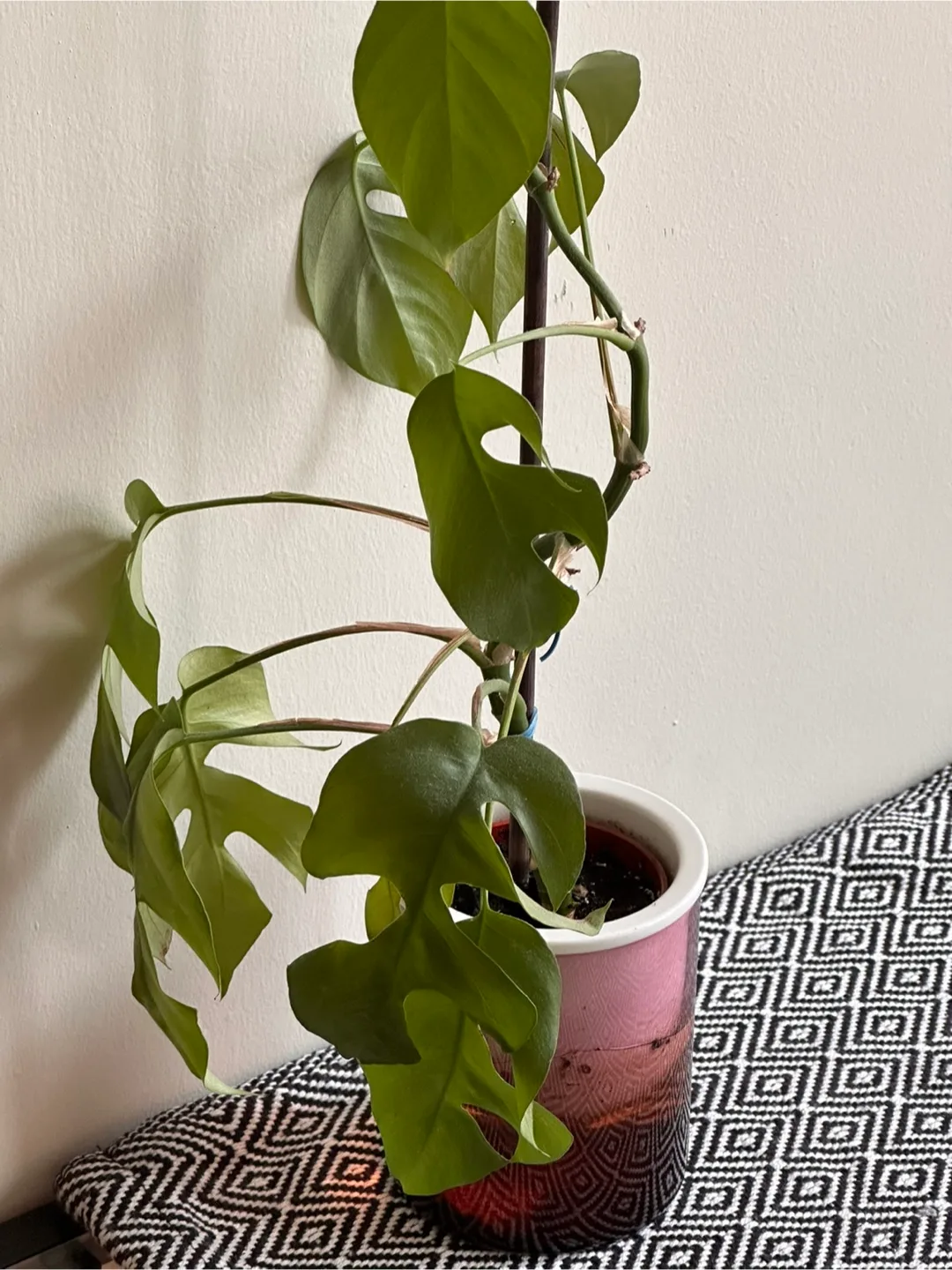 Rhaphidophora Tetrasperma Plant image indicator(3)