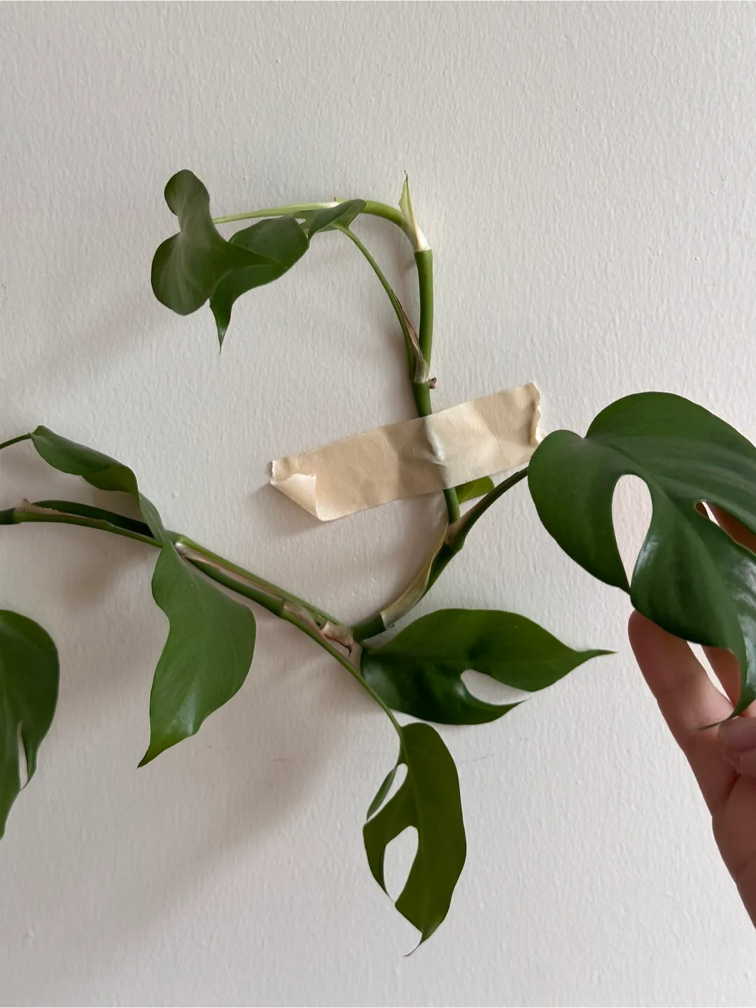 Rhaphidophora Tetrasperma Plant image indicator(2)