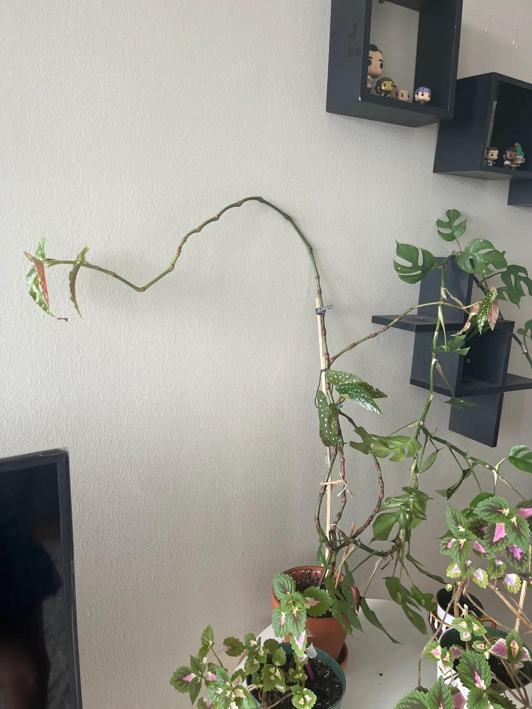 Bogonia Plant thumbnail