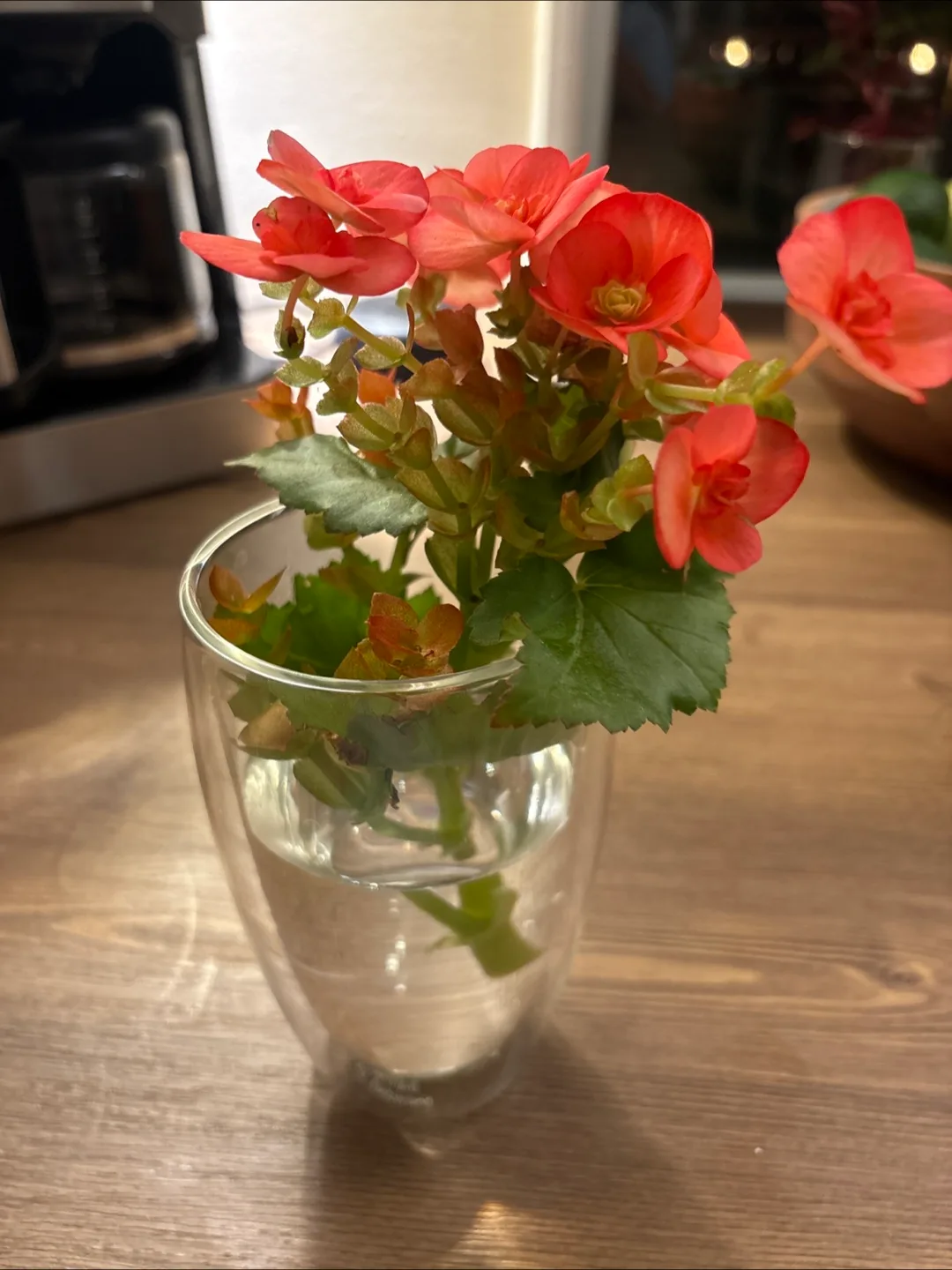 Begonias clipping