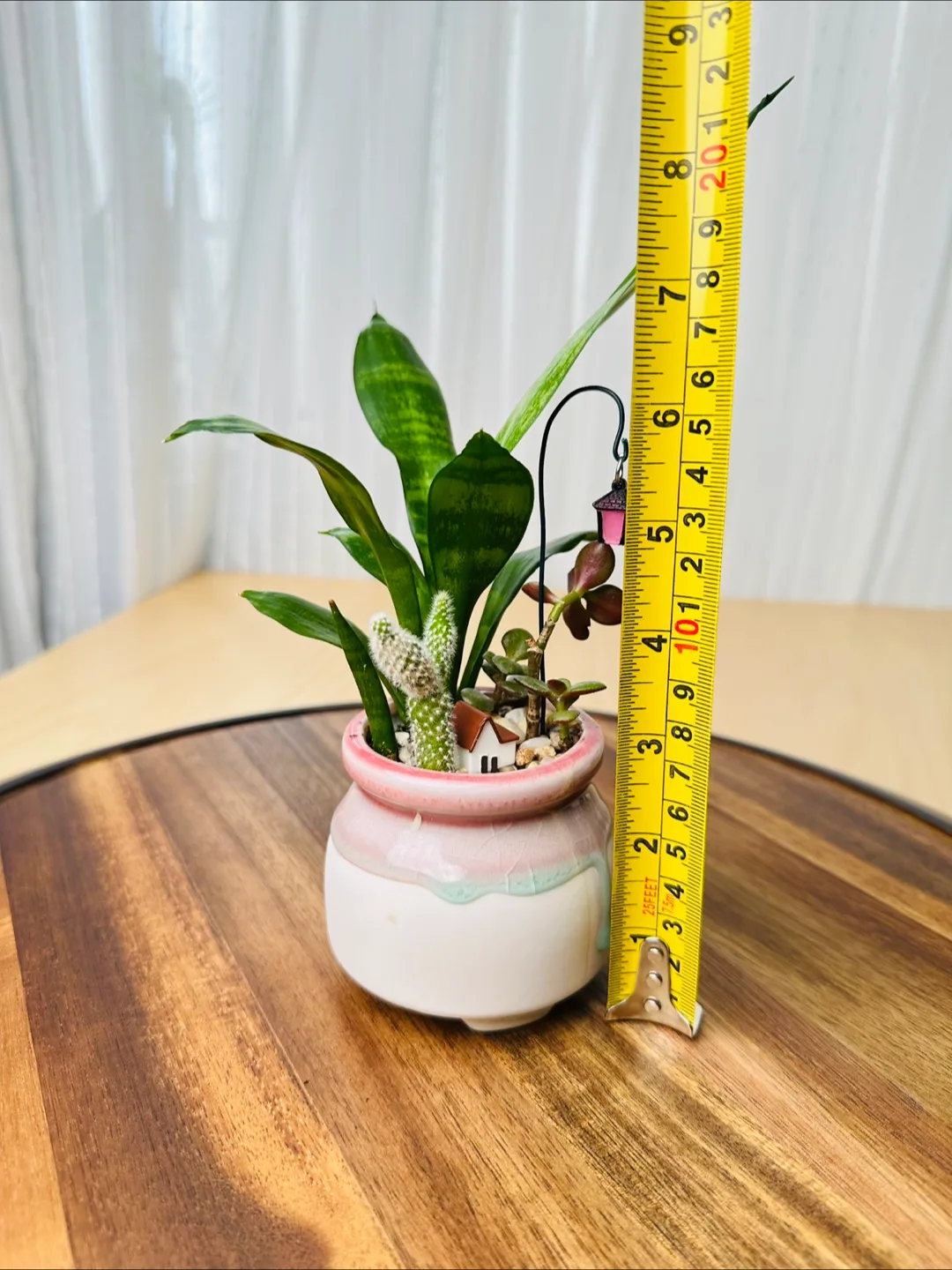 Miniature Sansevieria Plant image indicator(5)