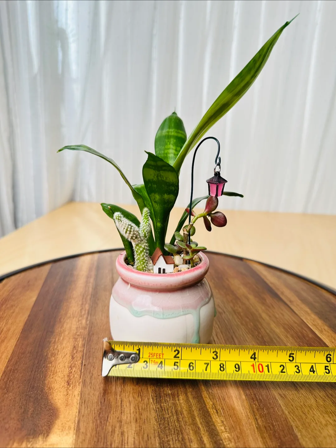 Miniature Sansevieria Plant image indicator(4)