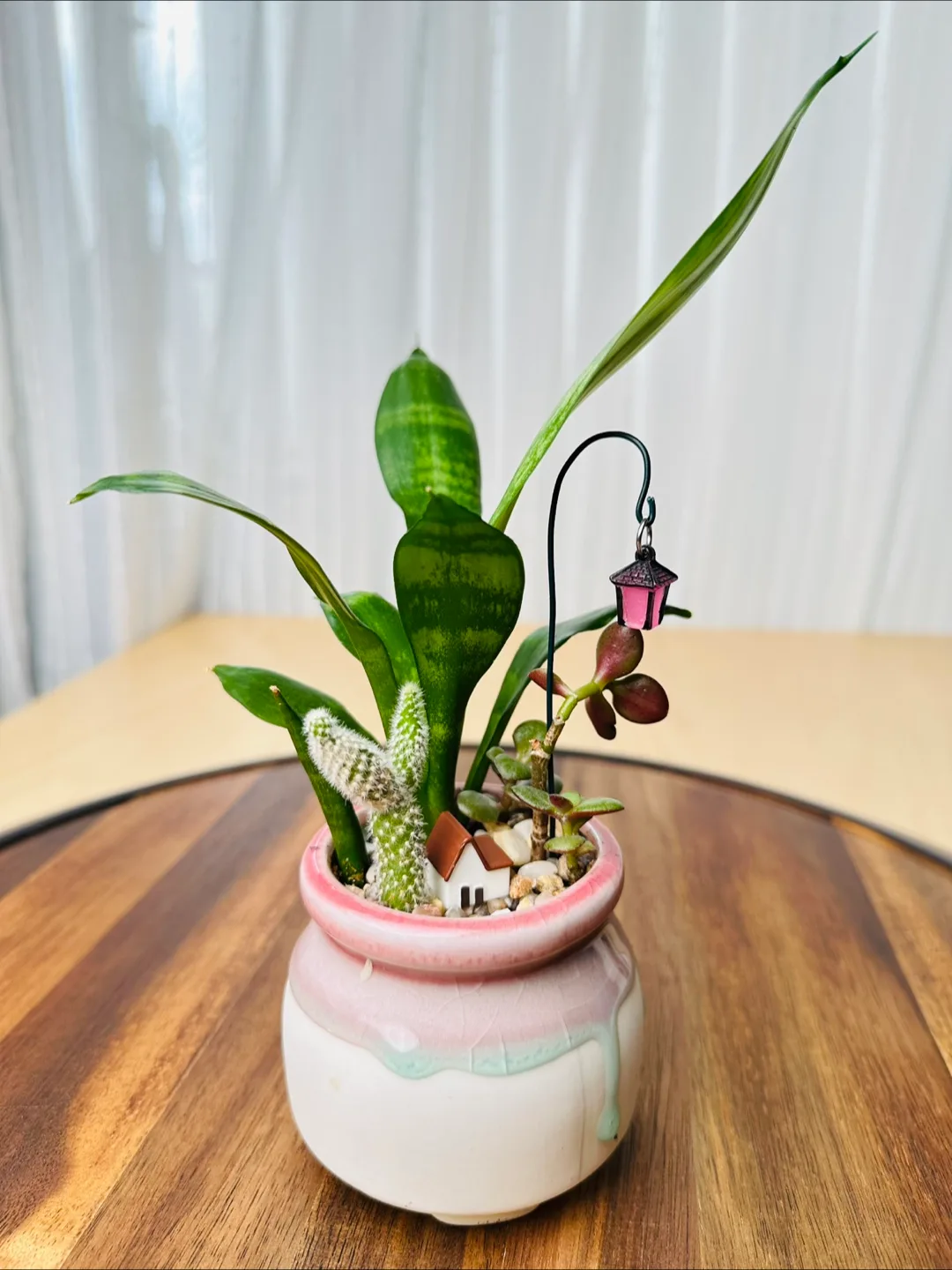 Miniature Sansevieria Plant image indicator(6)