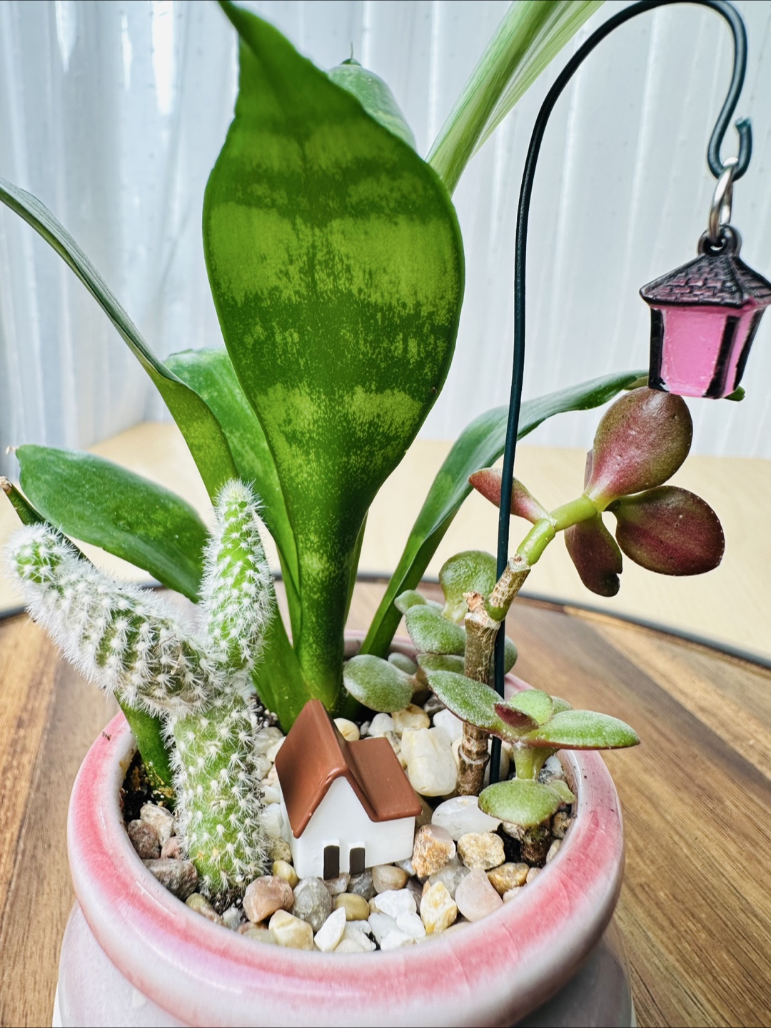 Miniature Sansevieria Plant - photo 2