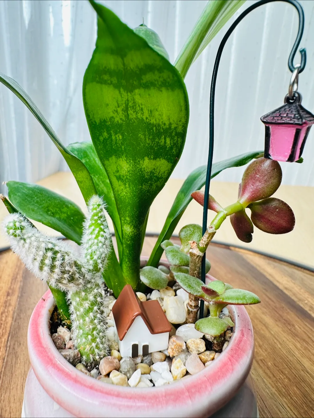 Miniature Sansevieria Plant image indicator(2)