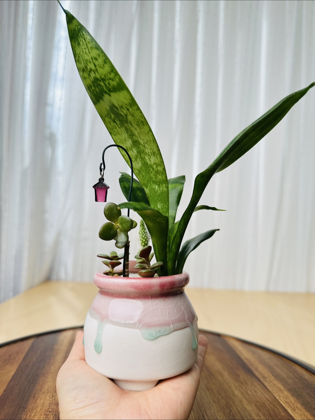Miniature Sansevieria Plant