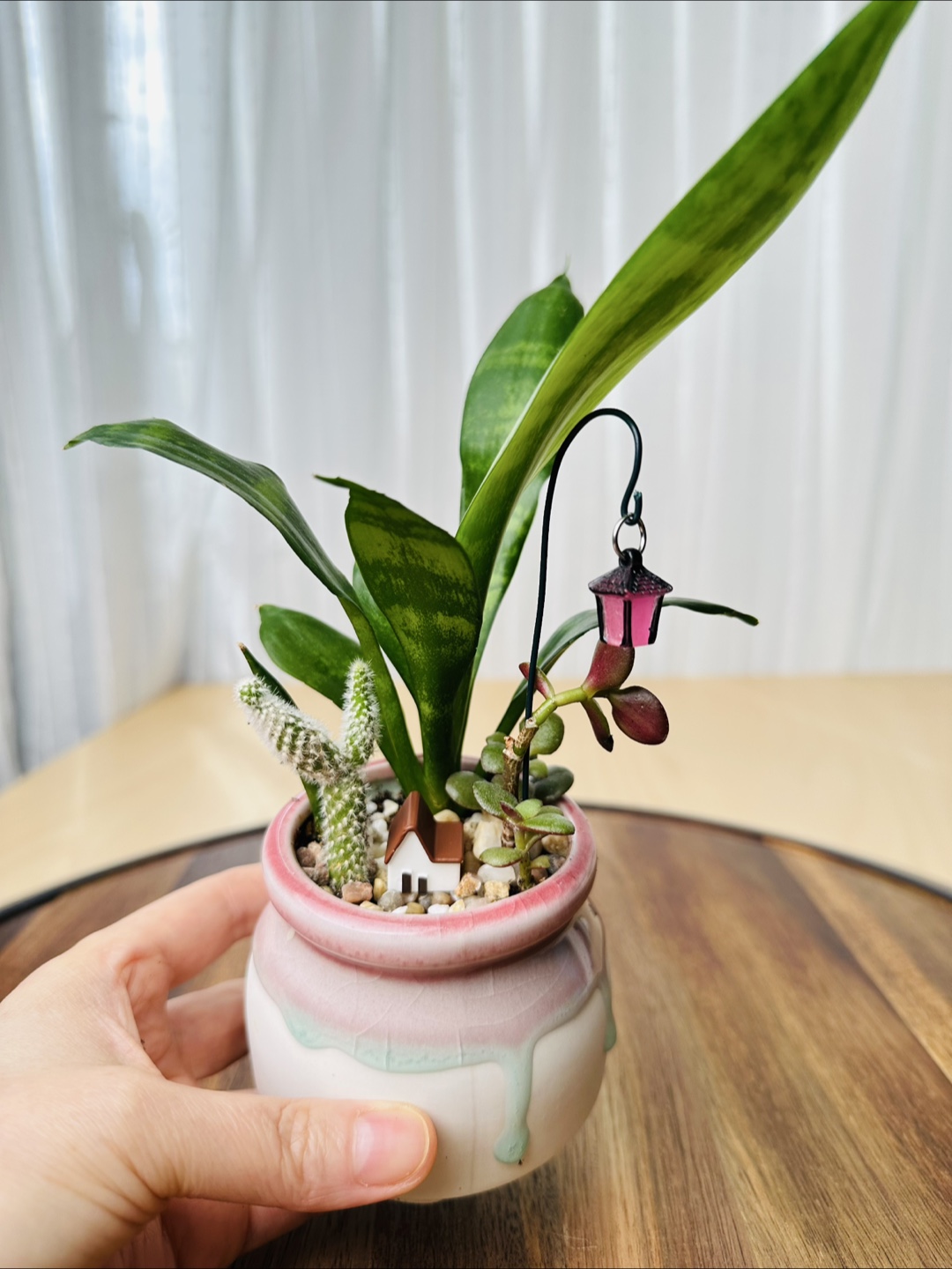 Miniature Sansevieria Plant - photo 3