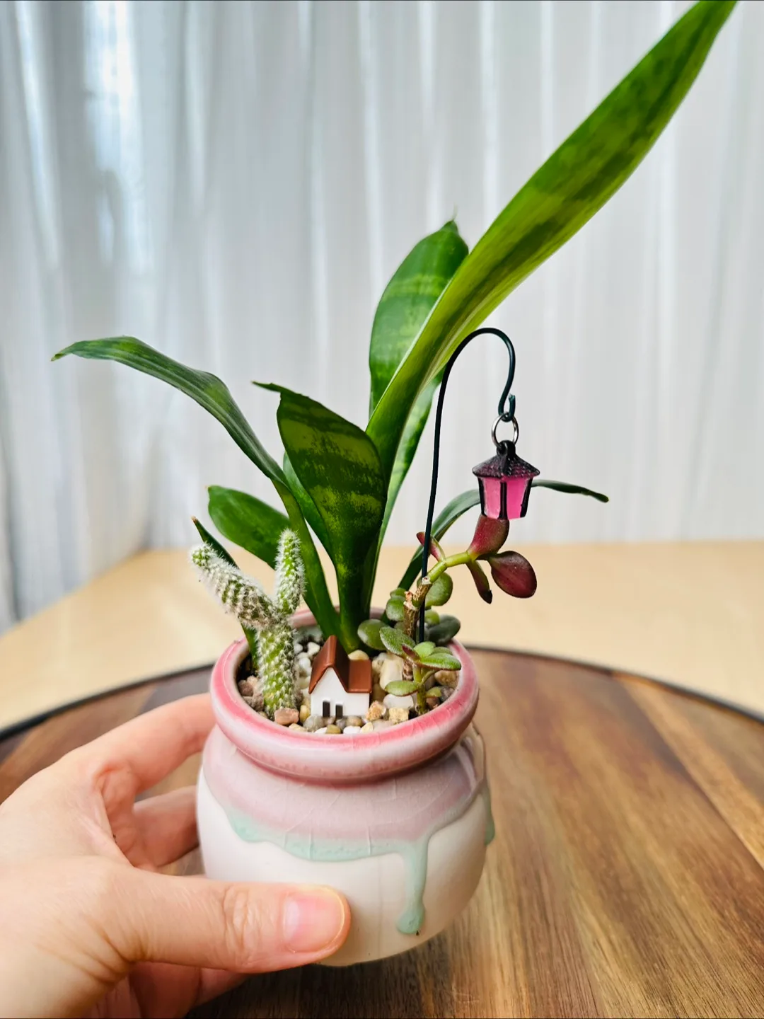 Miniature Sansevieria Plant image indicator(3)