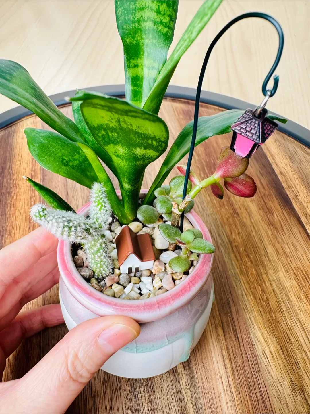 Miniature Sansevieria Plant image indicator(7)