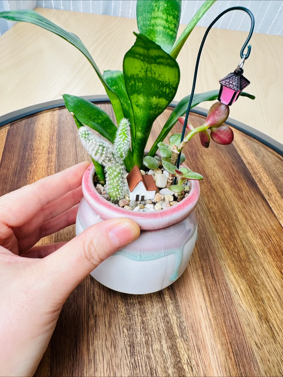 Miniature Sansevieria Plant image indicator(8)