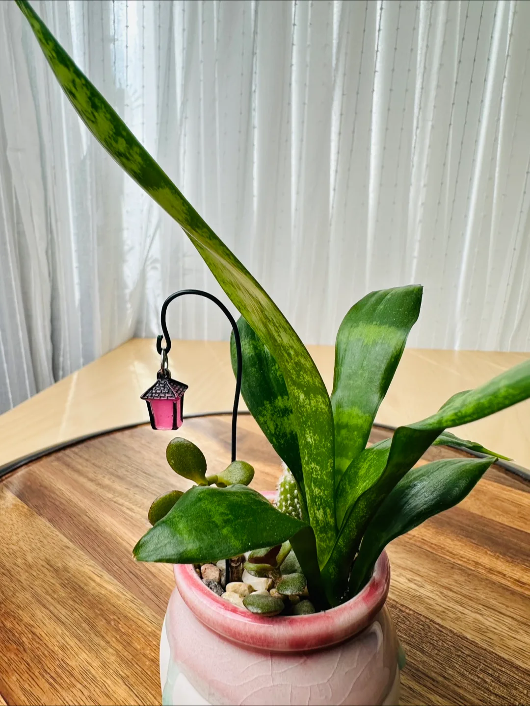 Miniature Sansevieria Plant image indicator(9)
