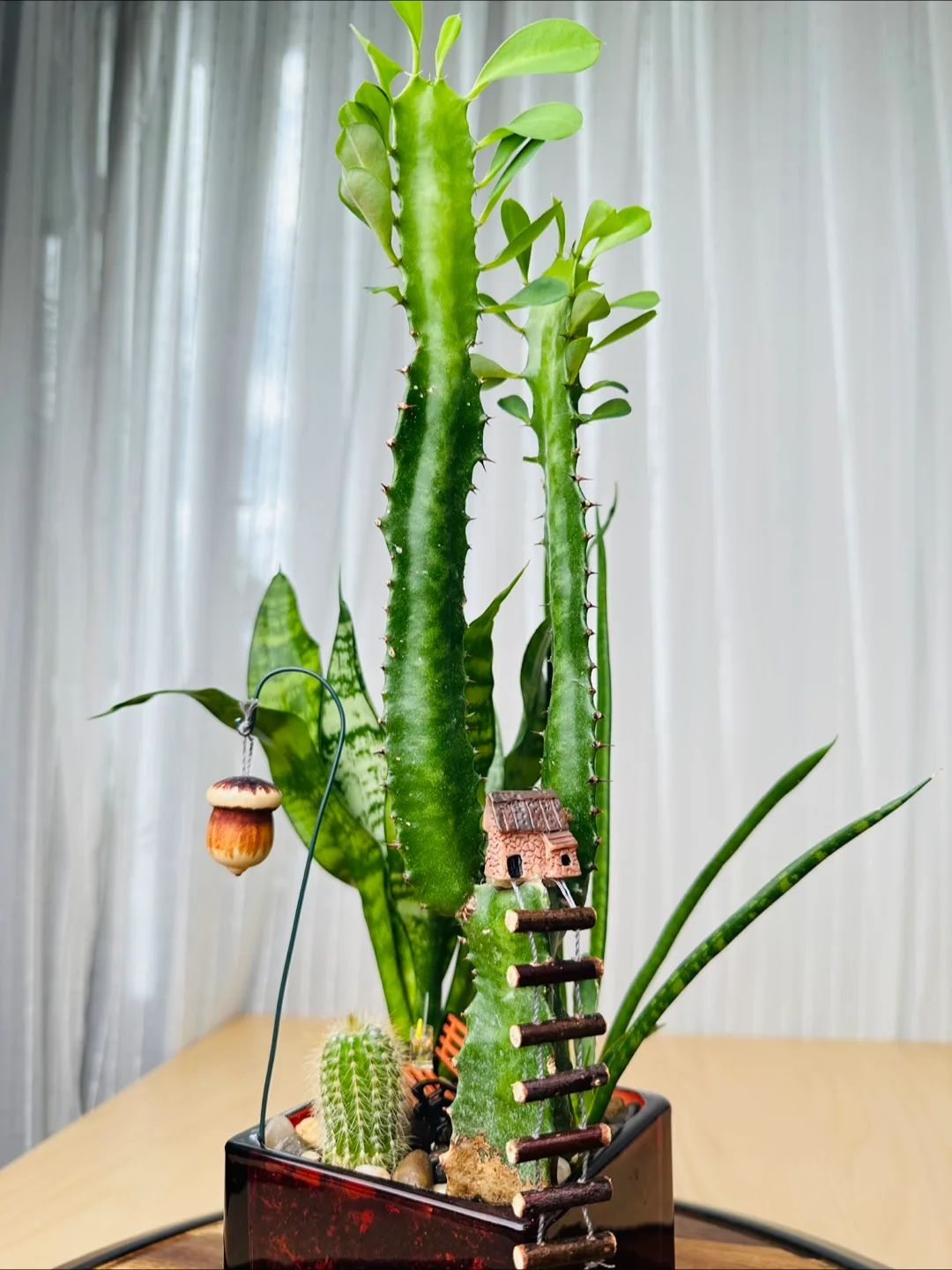 Miniature Garden with low maintenance plants image indicator(4)