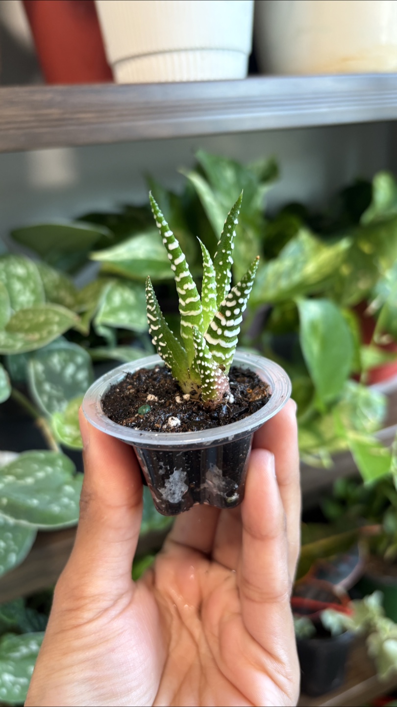 Tiny Zebra Haworthia Plant 🌱