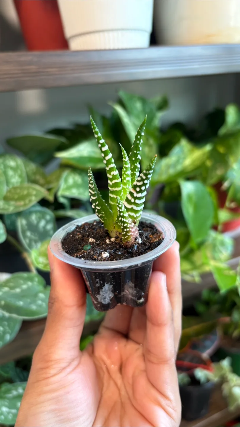 Tiny Zebra Haworthia Plant 🌱