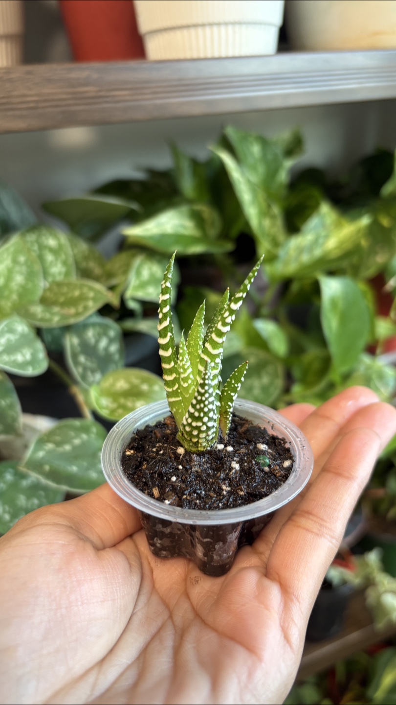 Tiny Zebra Haworthia Plant 🌱 - photo 2