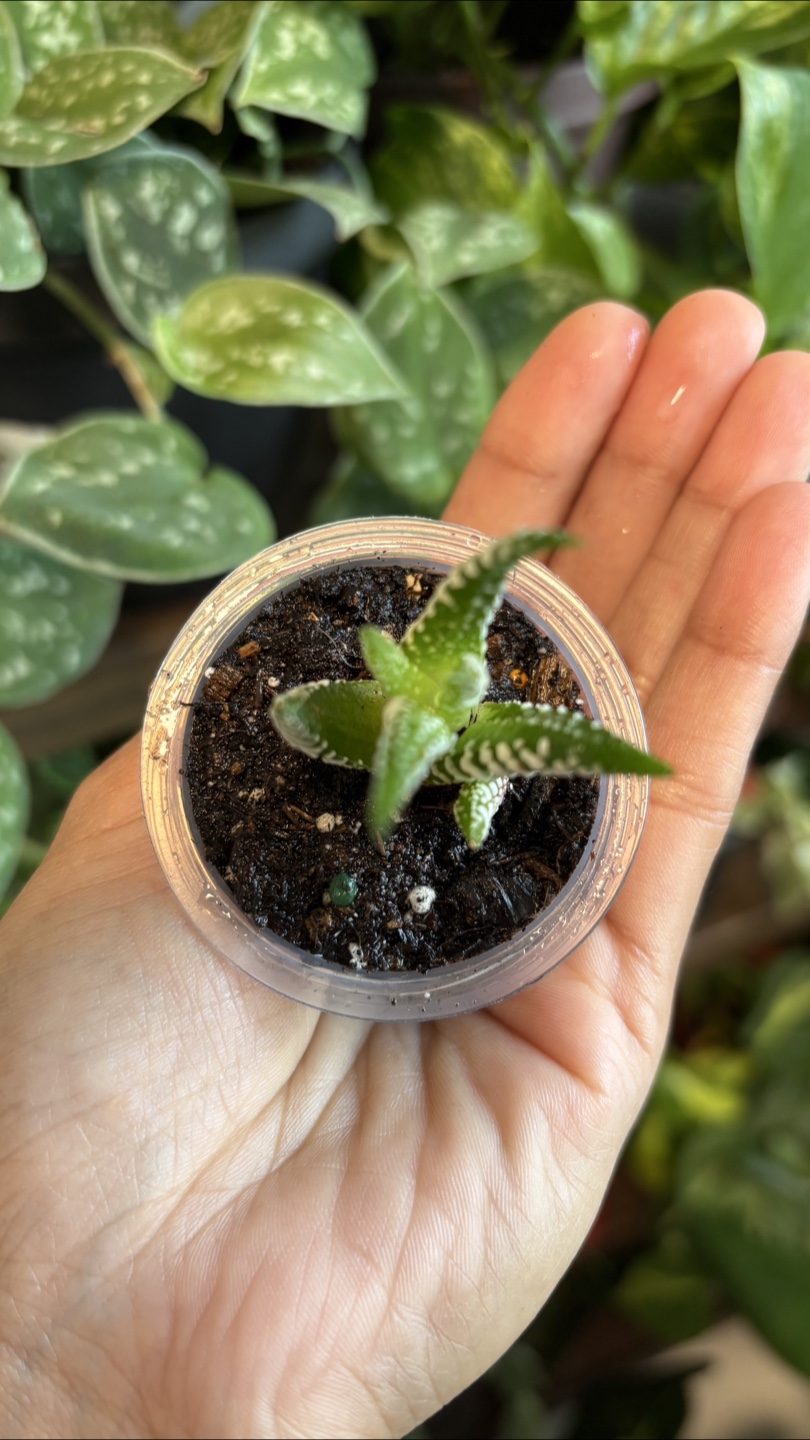 Tiny Zebra Haworthia Plant 🌱 - photo 3