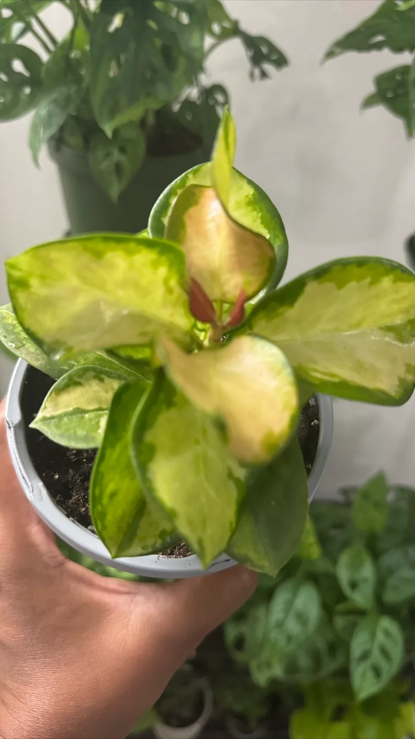 Indoor plants - Hoya - 4 inches pot image indicator(3)