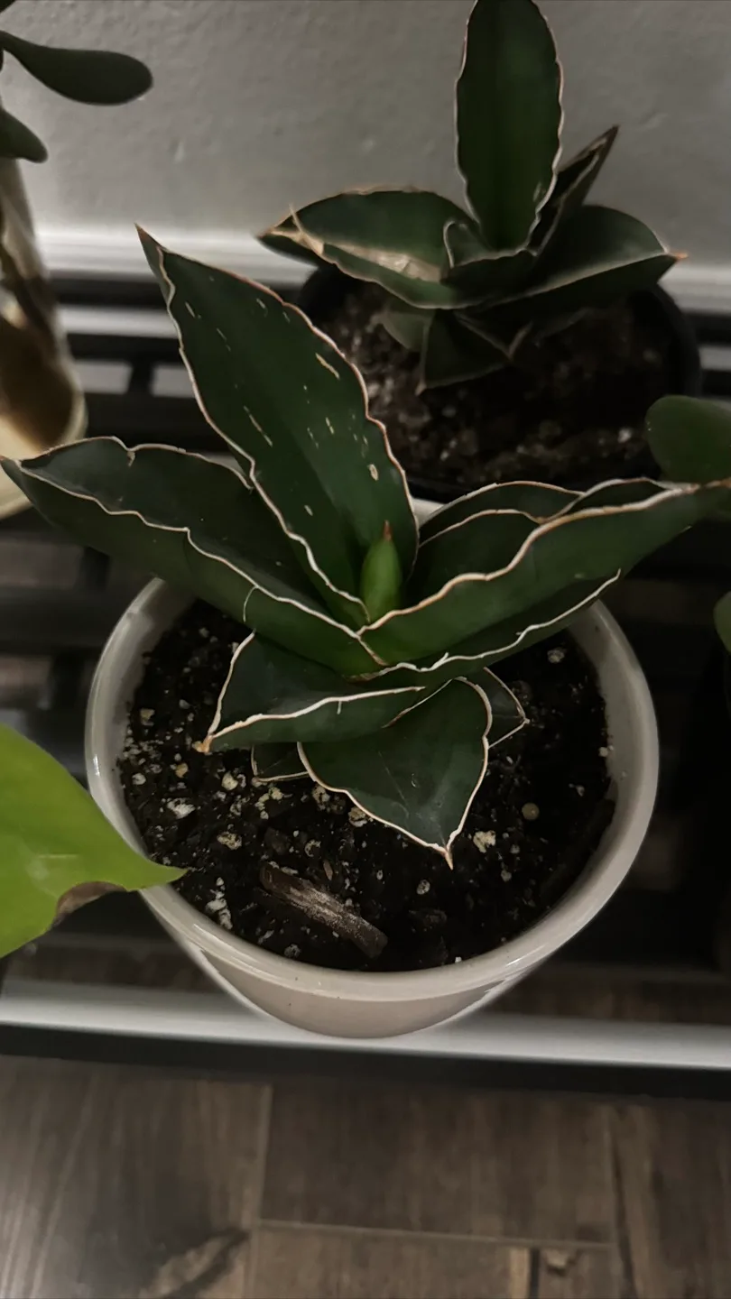 Indoor plants image indicator(6)