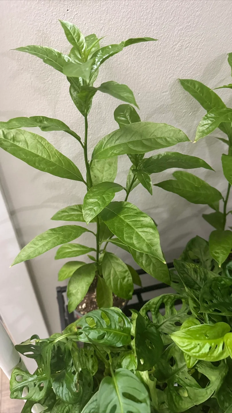 Indoor plants image indicator(4)