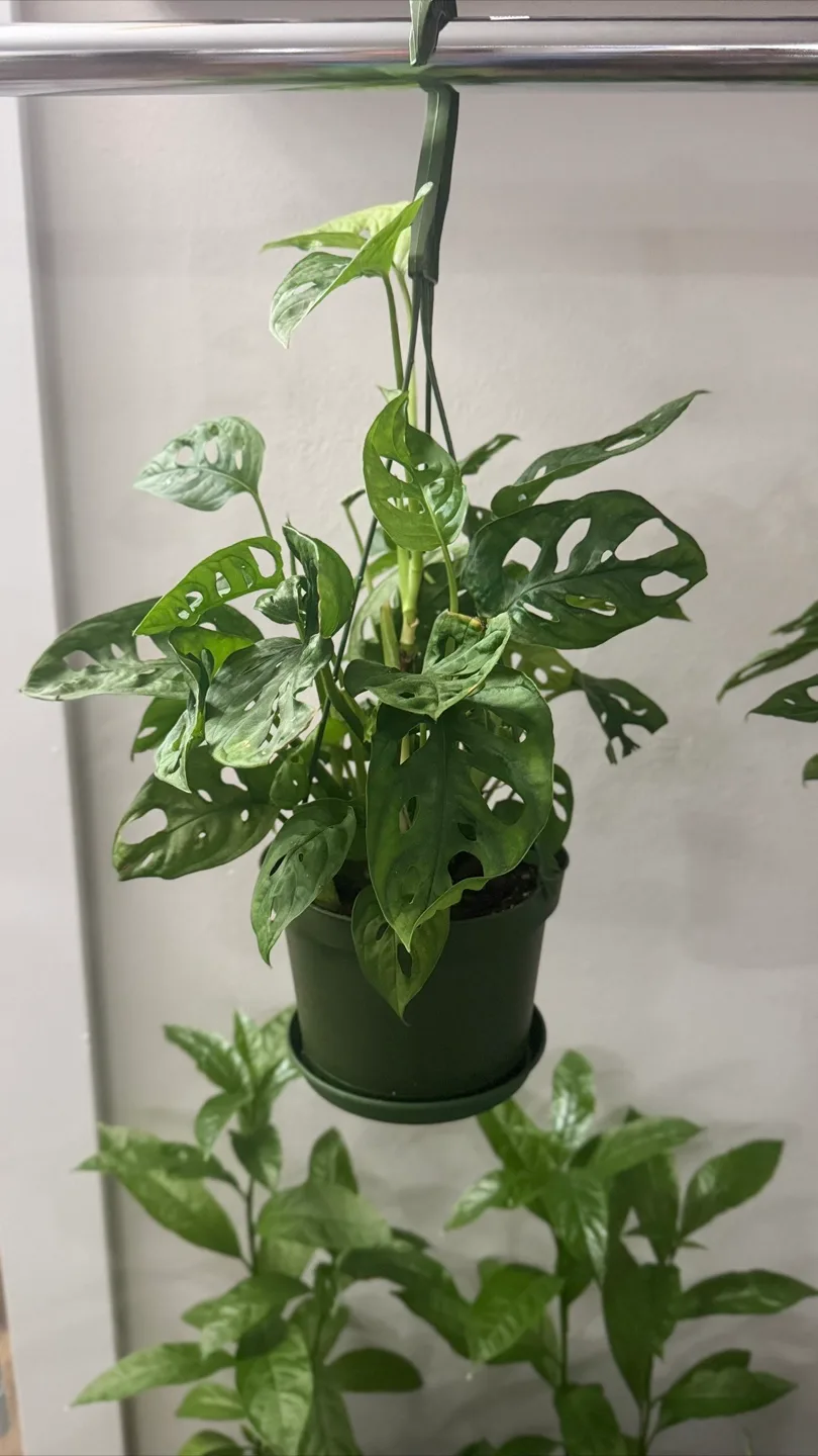 Indoor plants image indicator(2)