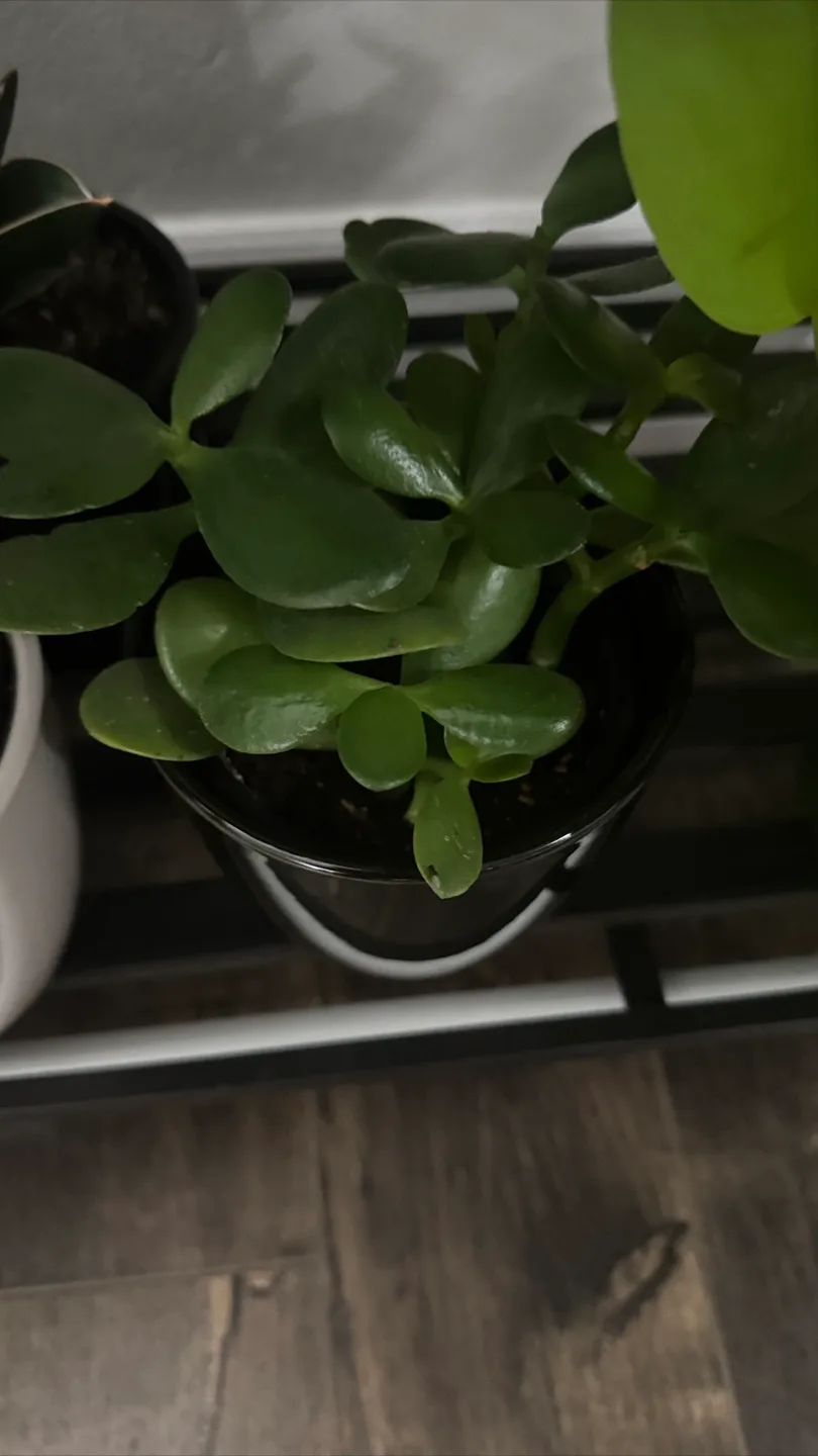 Indoor plants image indicator(5)