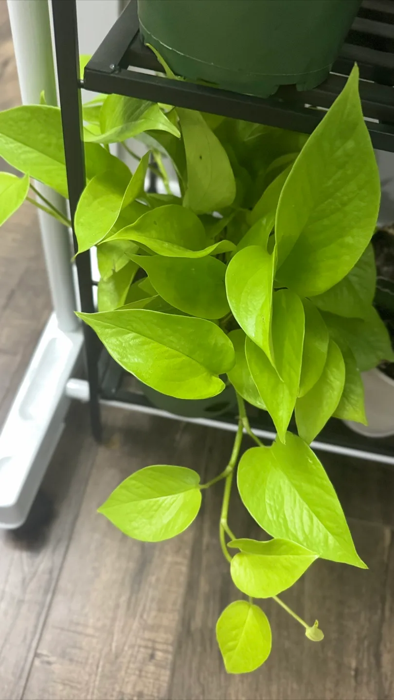 Indoor plants image indicator(3)