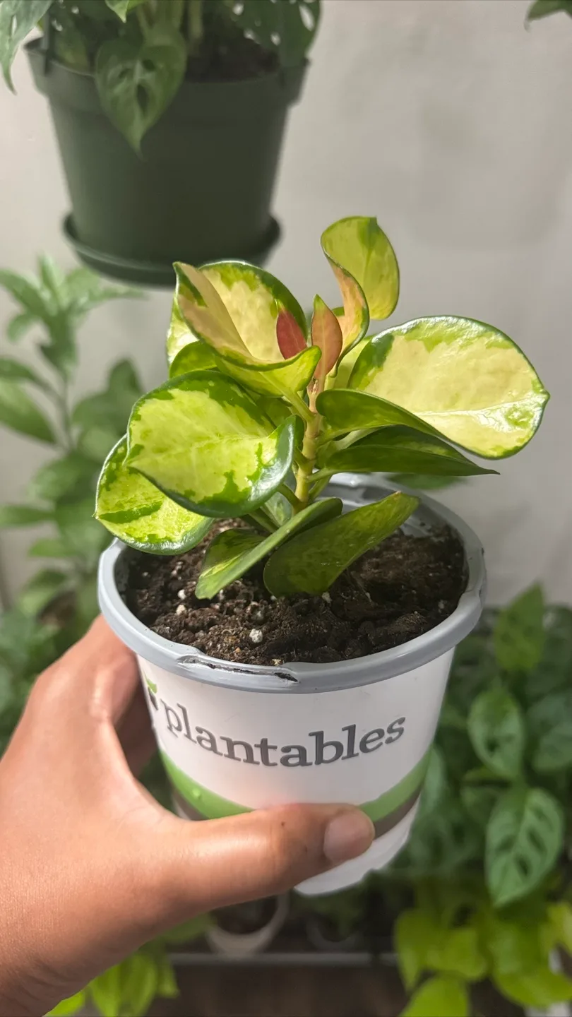 Indoor plants image indicator(8)