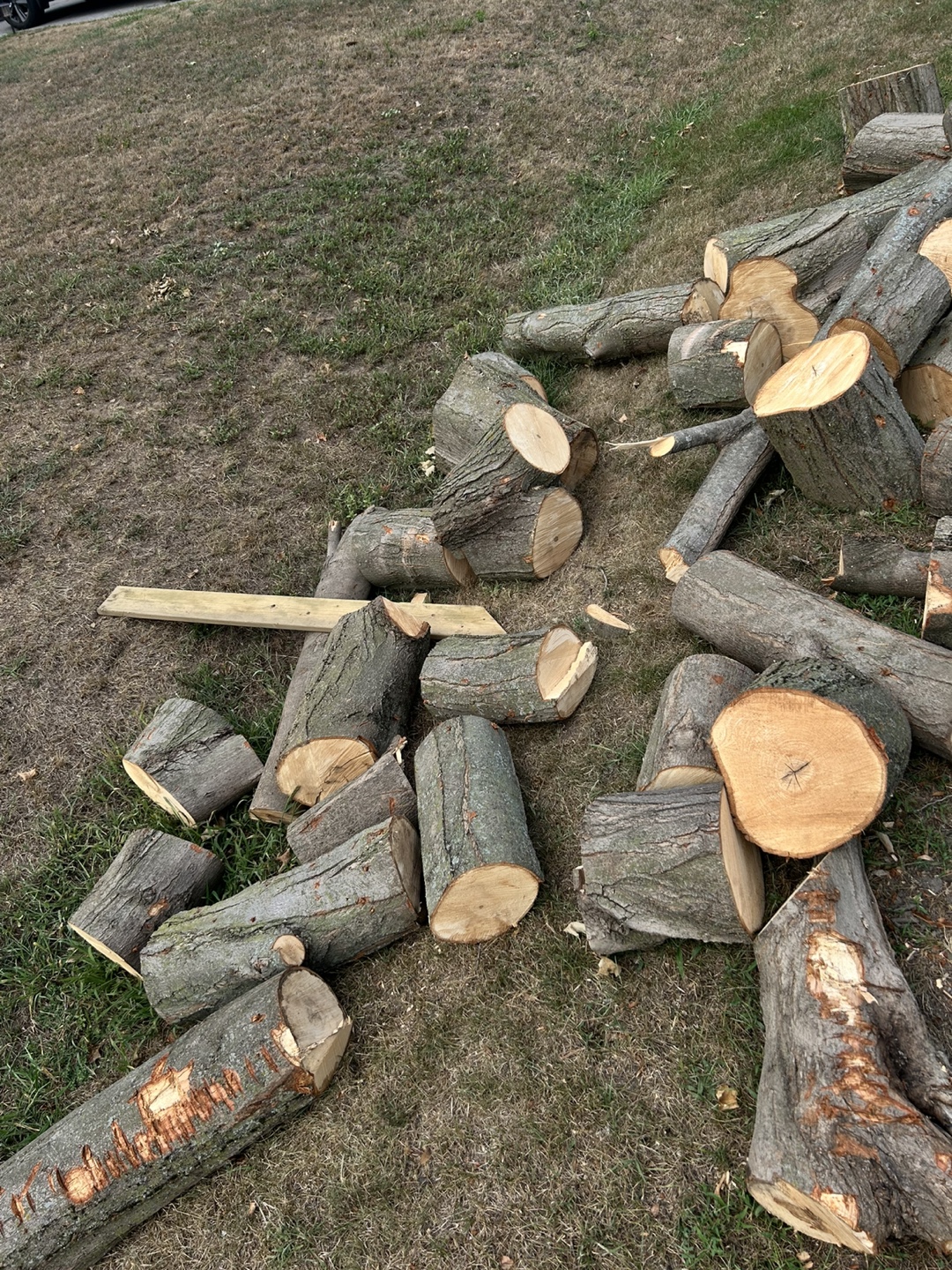 FREE WOOD - photo 2