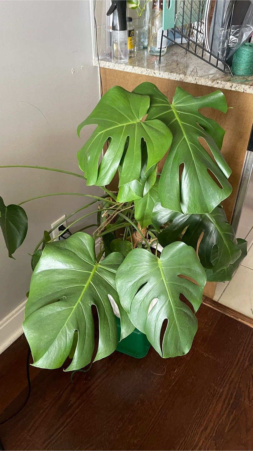 Monstera Plant in White Pot - photo 2