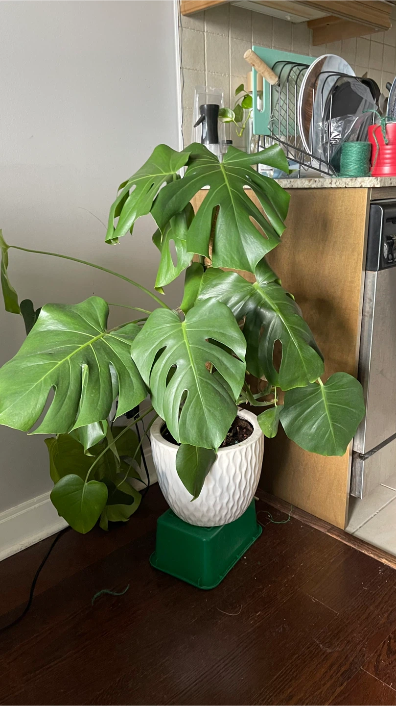 Monstera Plant in White Pot - photo 3