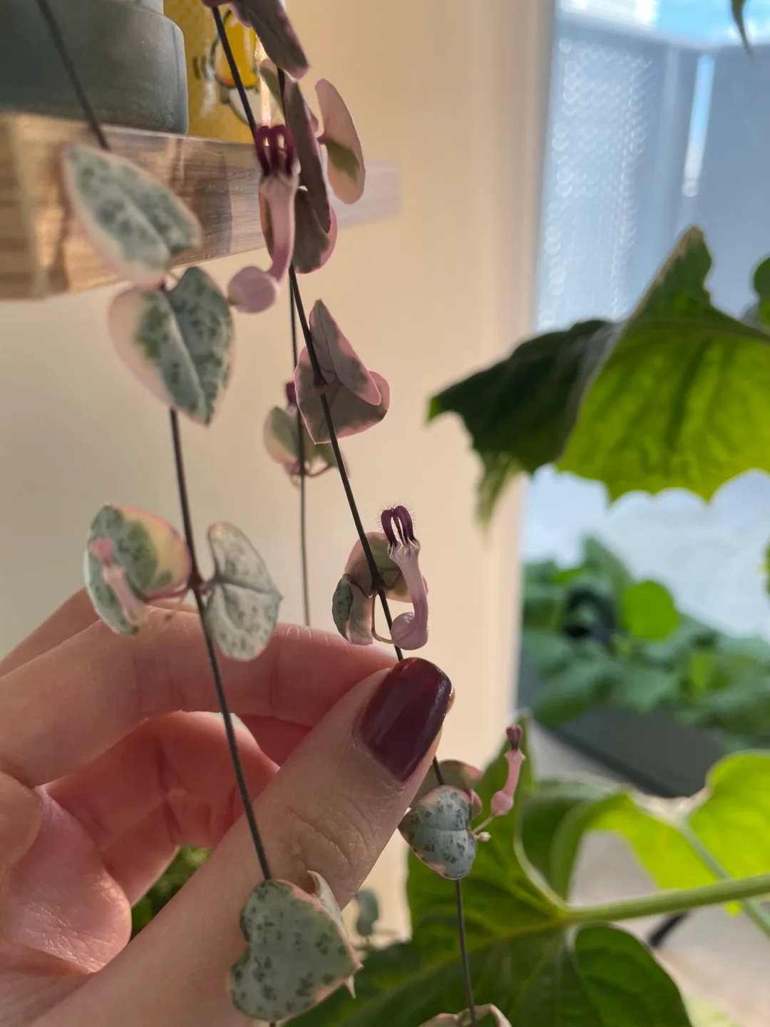 Variegated String of Hearts Cuttings thumbnail