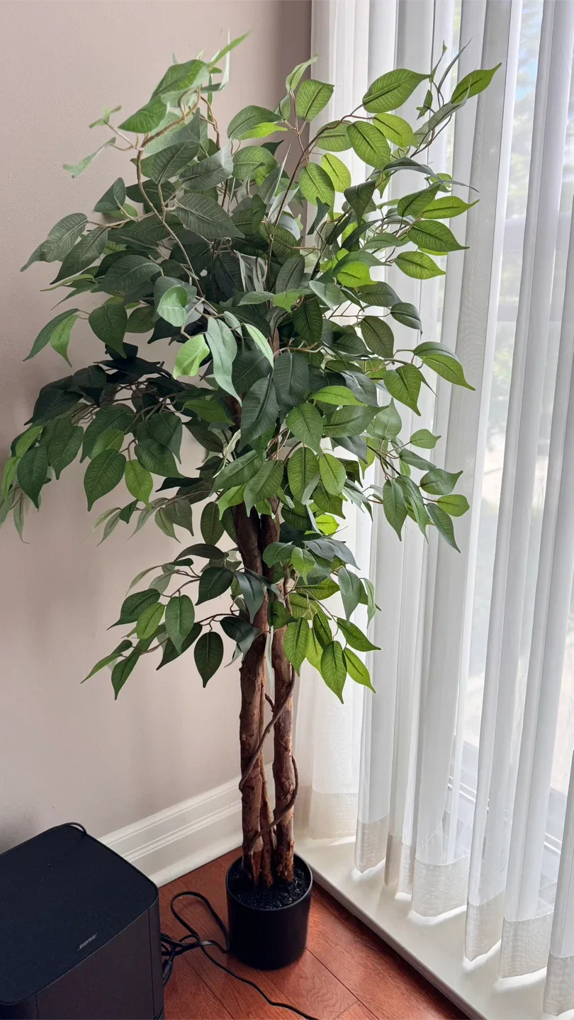 Artificial Ficus Tree for indoors thumbnail