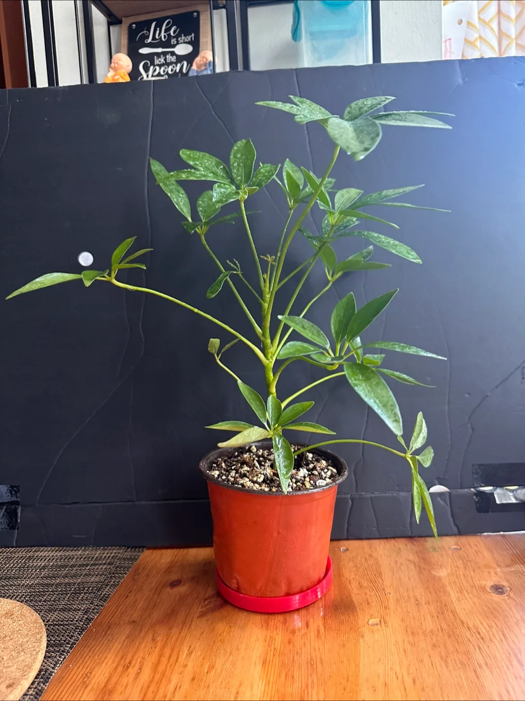 Schefflera Arboricola Plant image indicator(2)