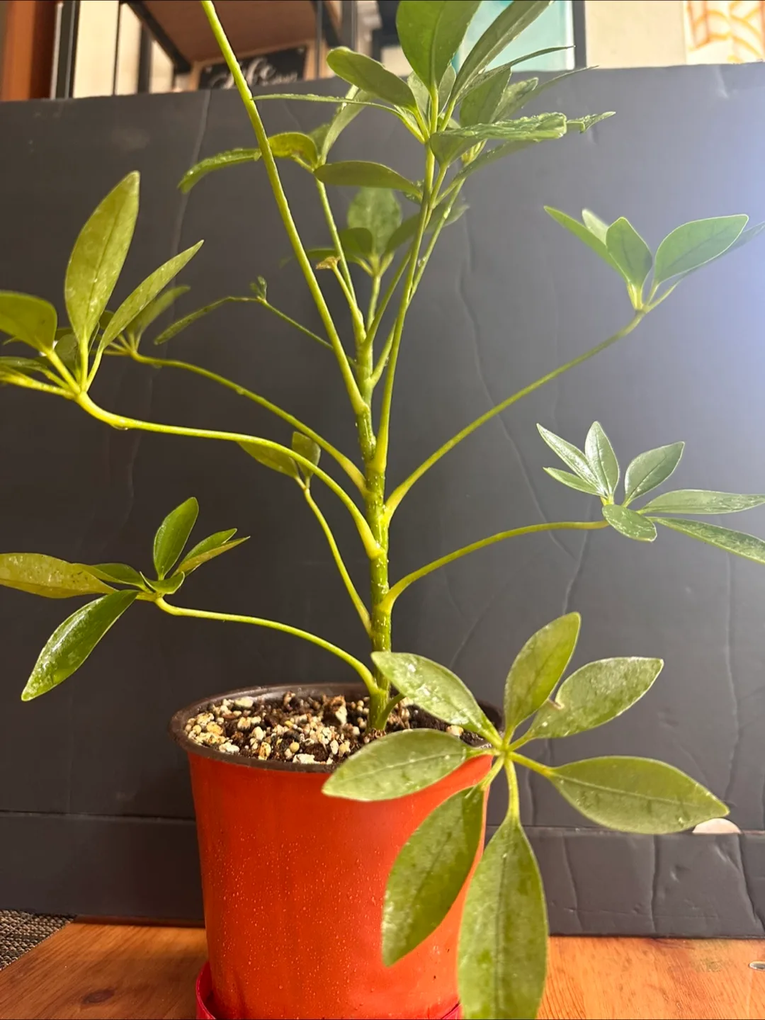 Schefflera Arboricola Plant image indicator(6)