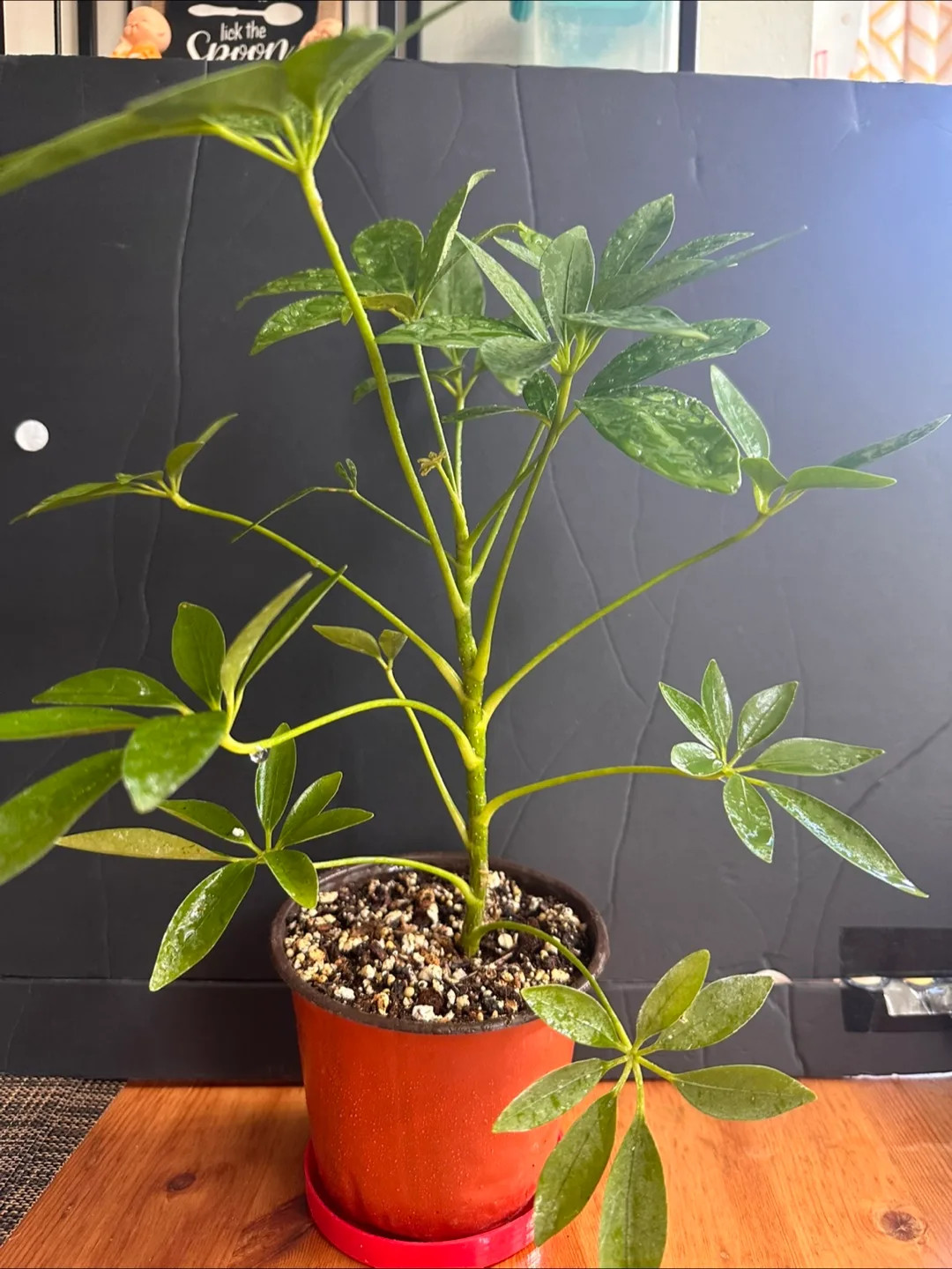 Schefflera Arboricola Plant image indicator(5)