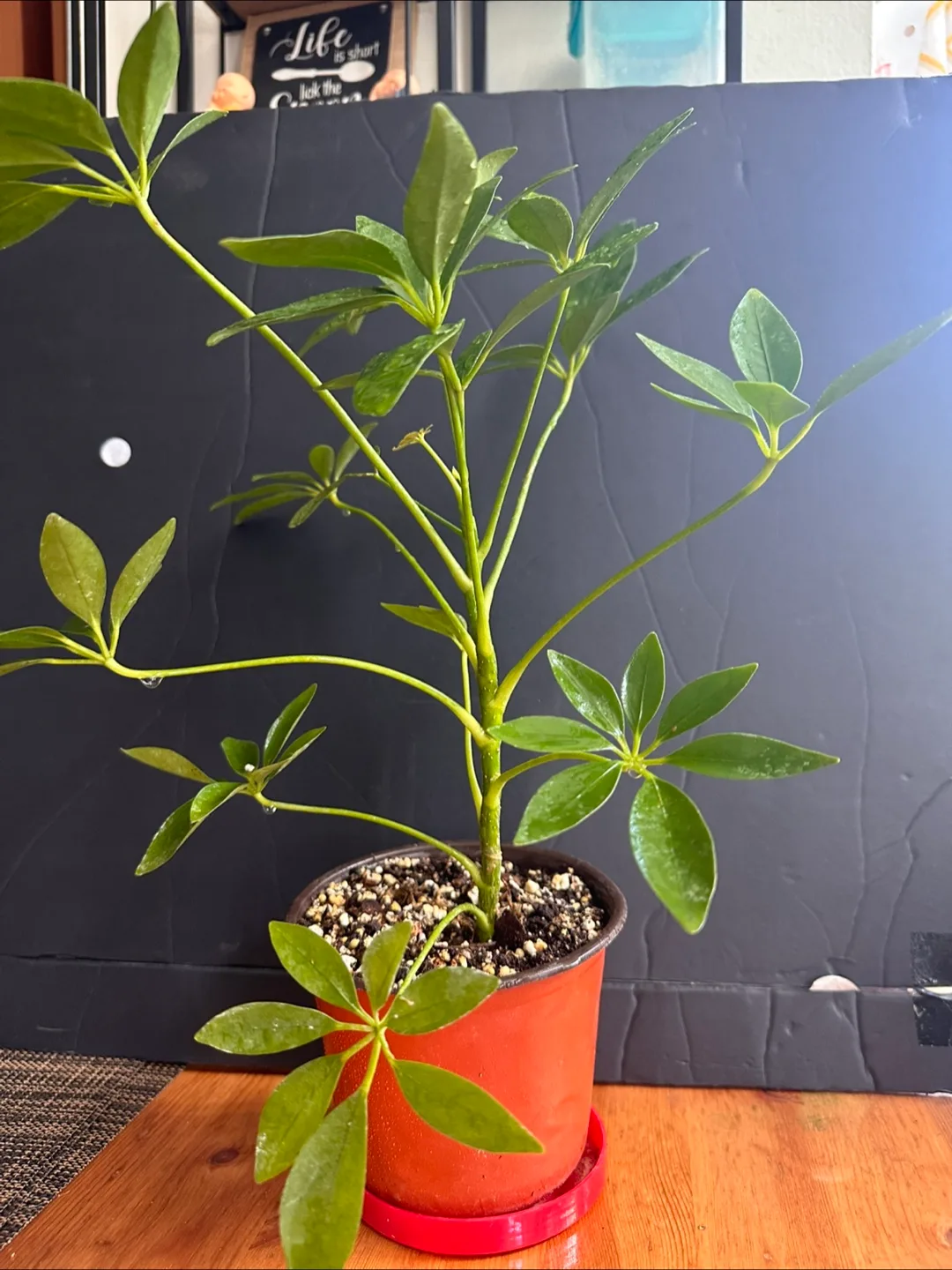 Schefflera Arboricola Plant image indicator(4)