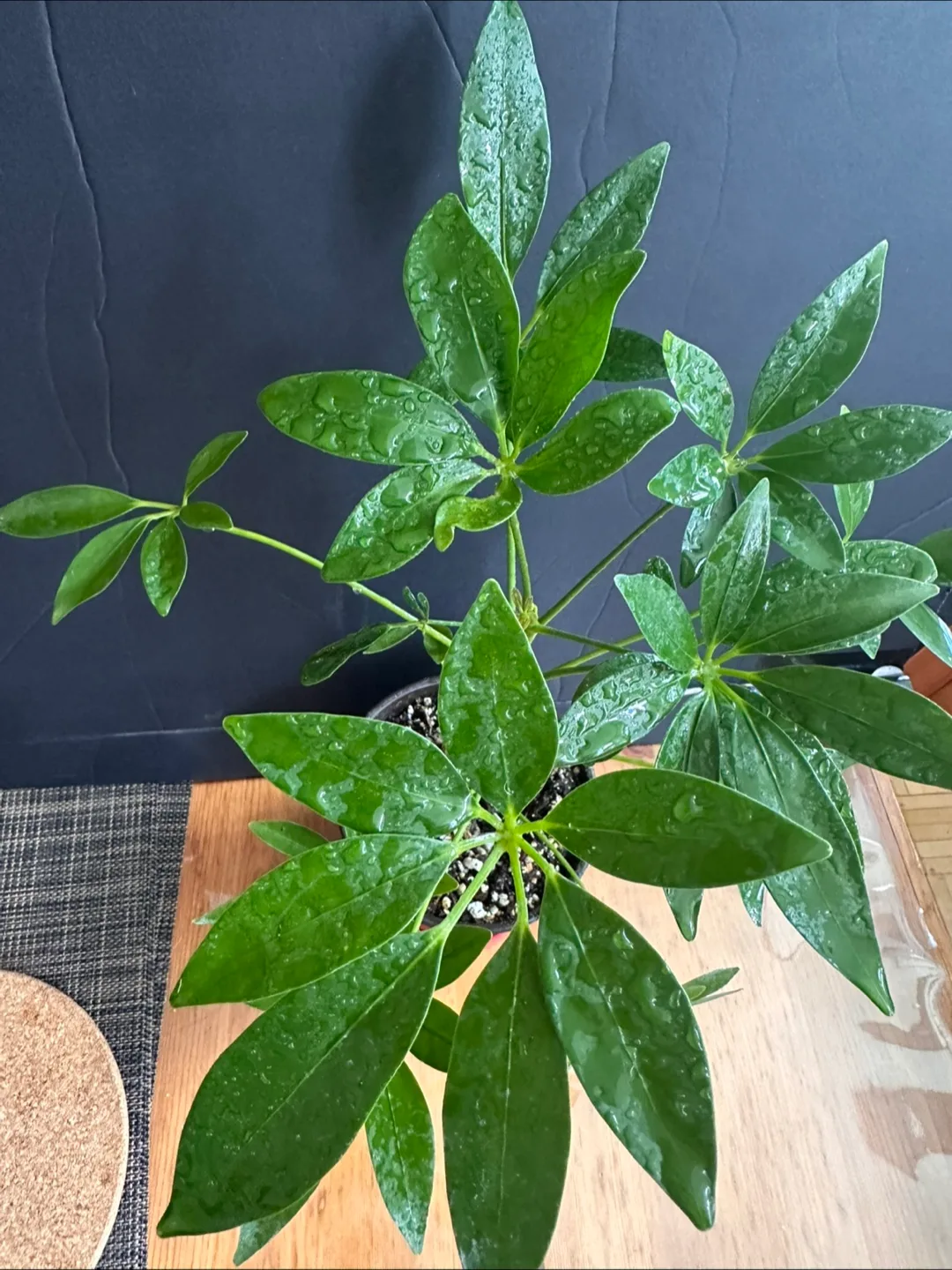 Schefflera Arboricola Plant image indicator(3)