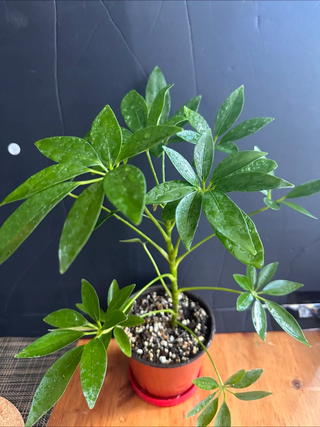 Schefflera Arboricola Plant image indicator(7)