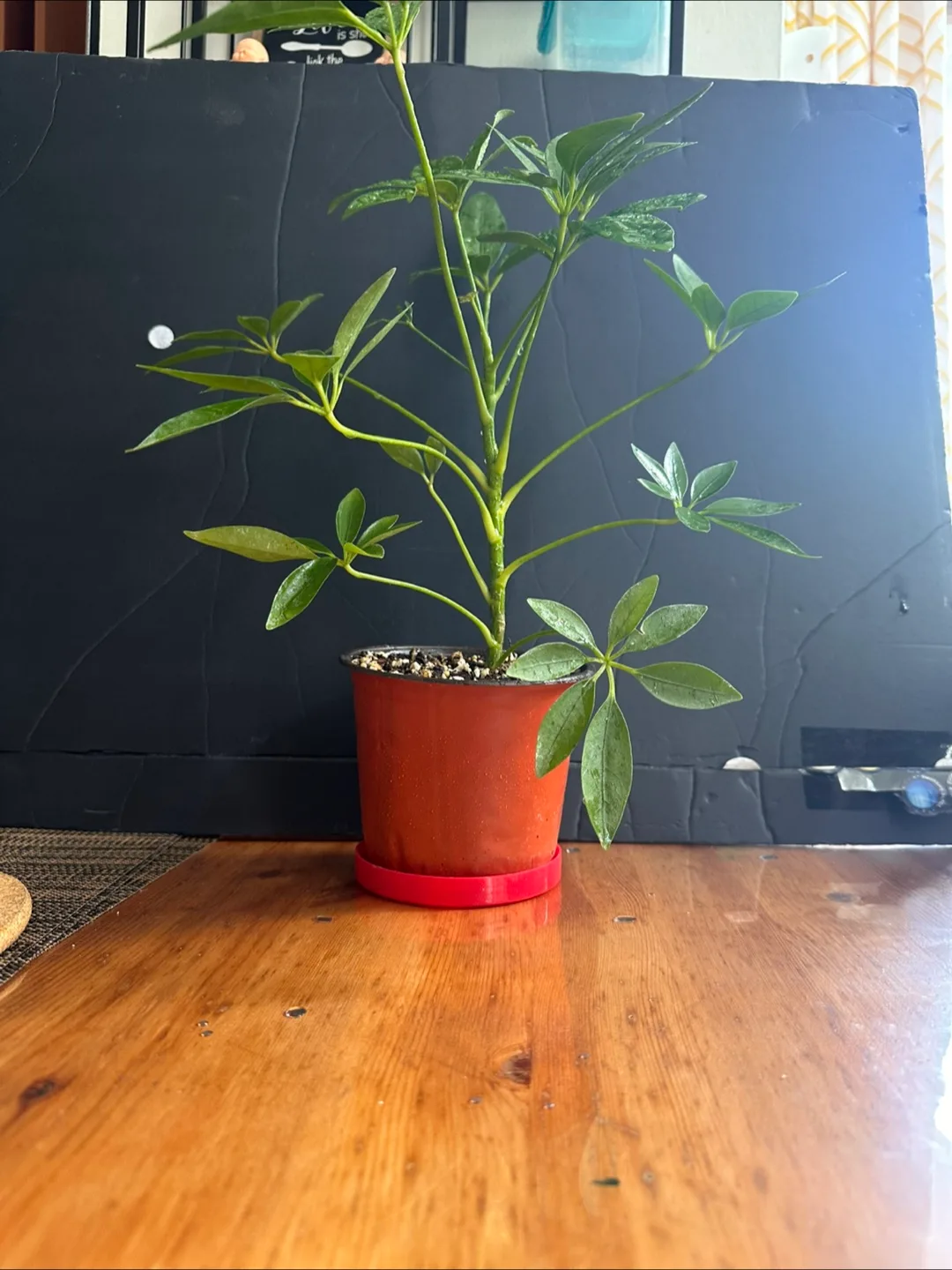 Schefflera Arboricola Plant image indicator(8)