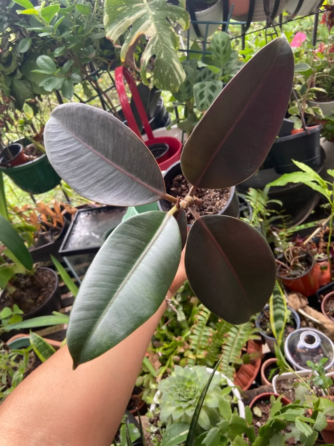 Ficus Elastica Burgundy thumbnail