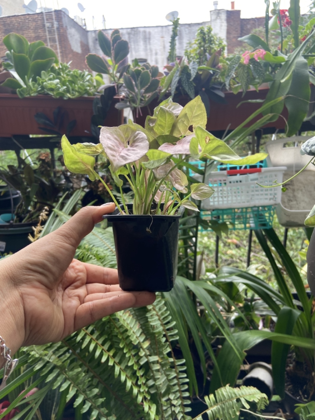 Pink Syngonium - photo 2