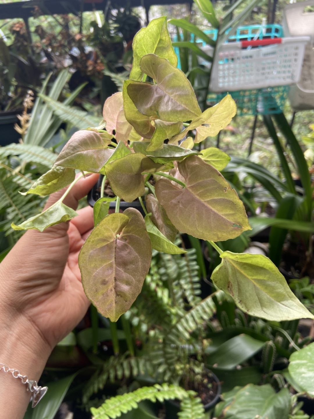Pink Syngonium