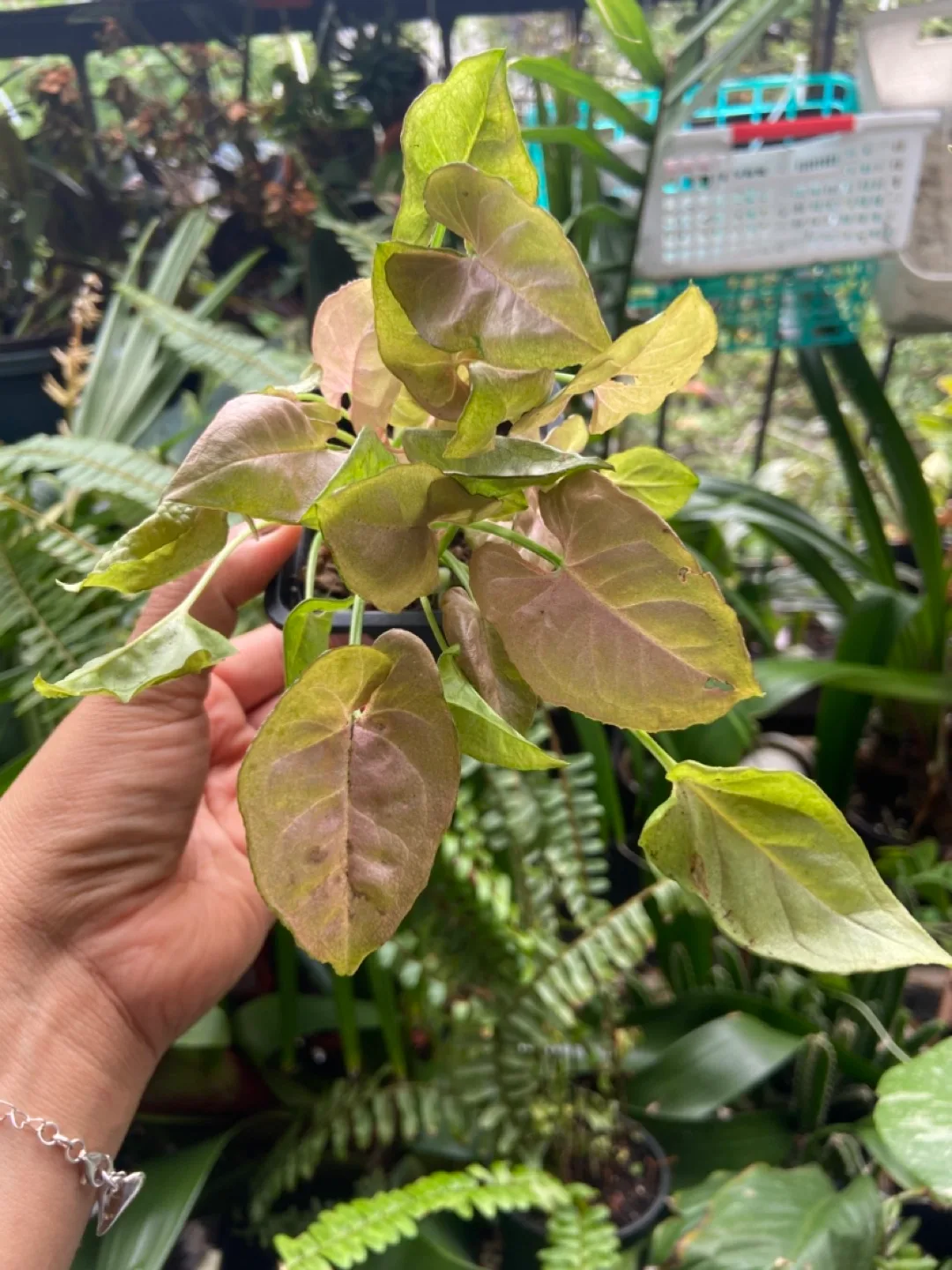 Pink Syngonium thumbnail