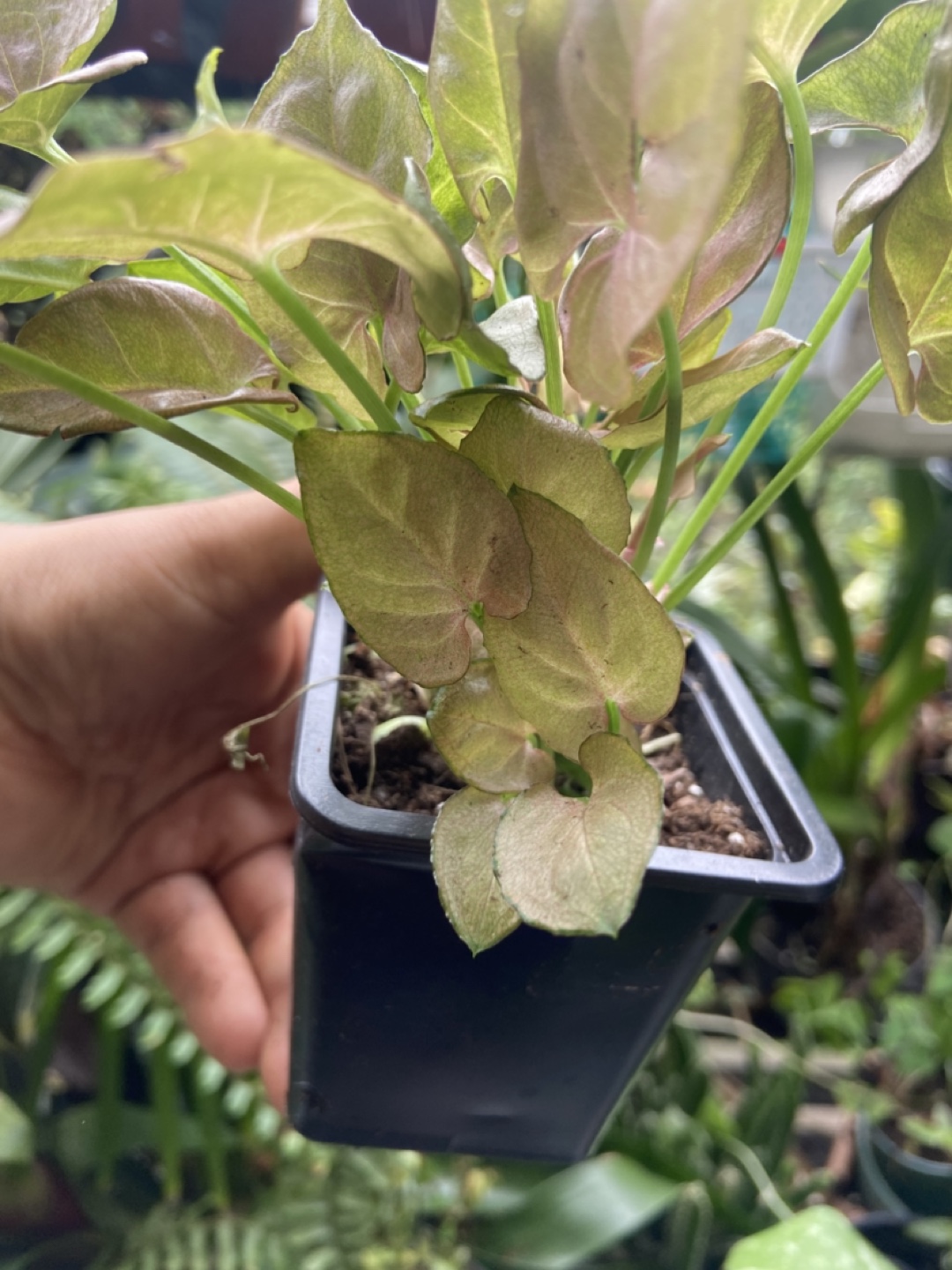 Pink Syngonium - photo 3