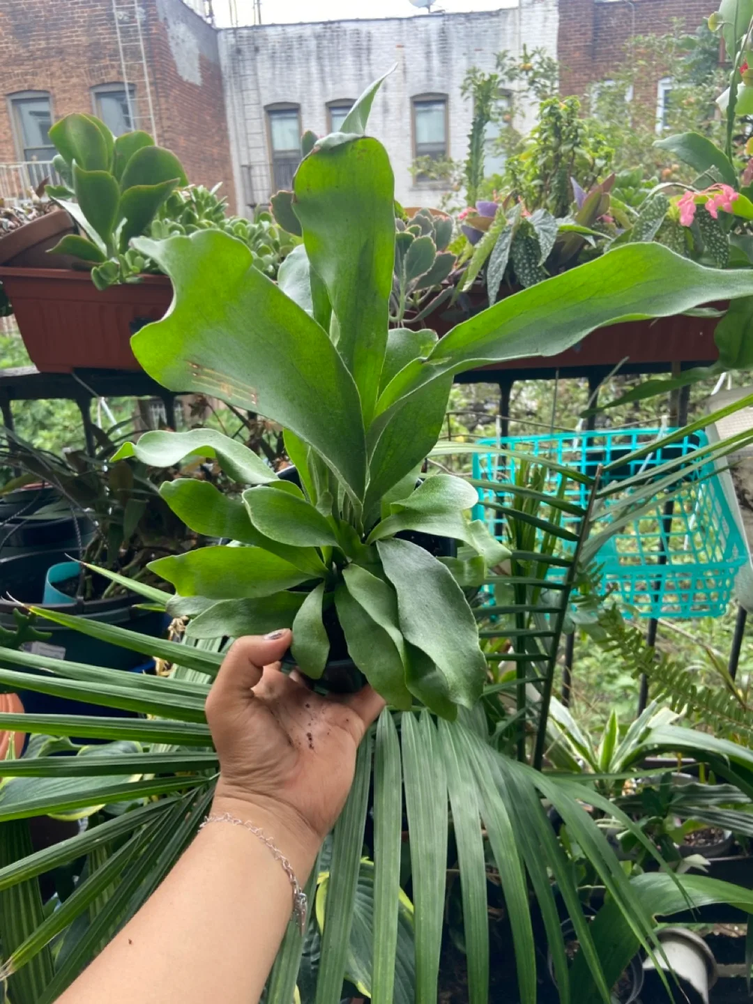 Staghorn Fern thumbnail