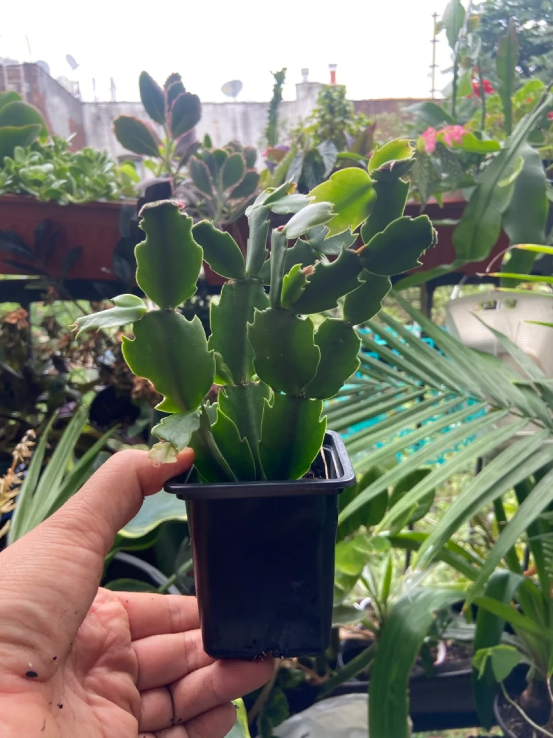 Christmas Cactus thumbnail