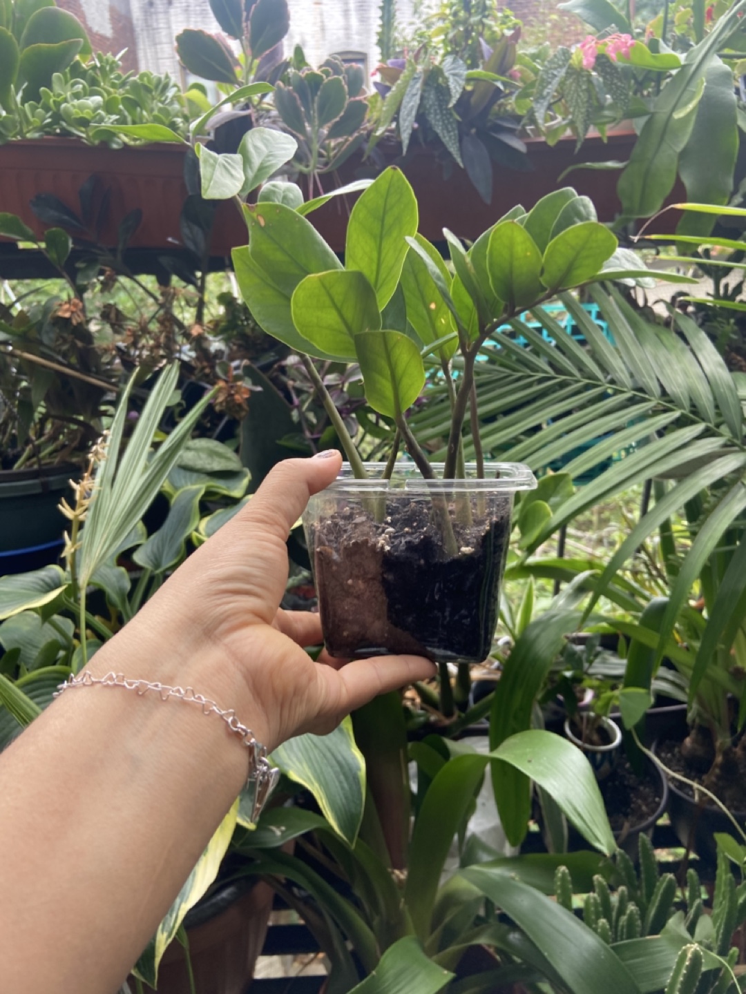 ZZ Plant - photo 2
