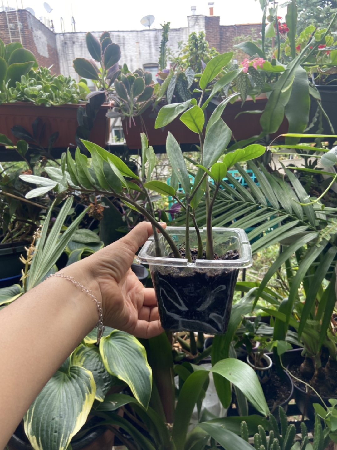 ZZ Plant - photo 3
