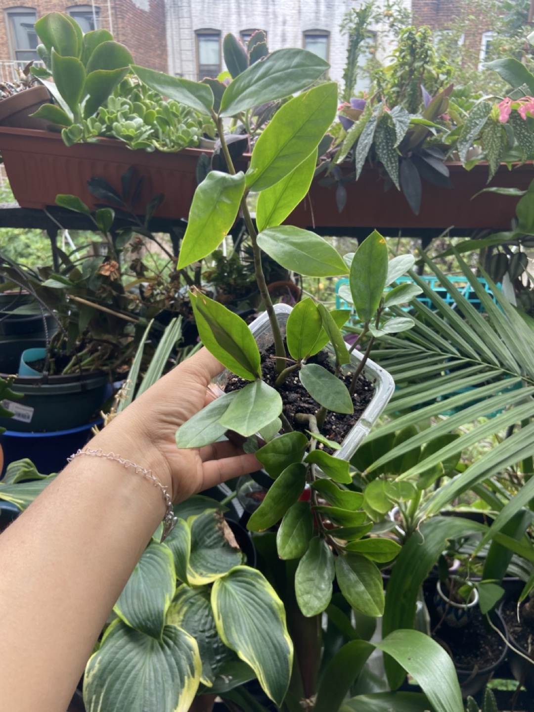 ZZ Plant