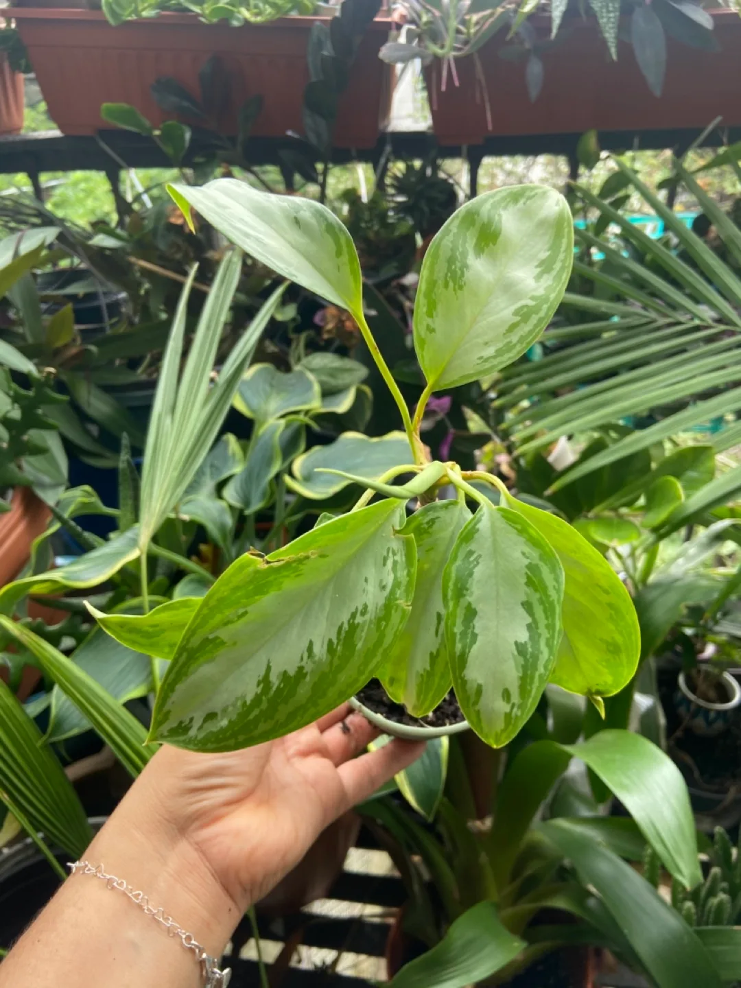 Agloanema silver bay thumbnail